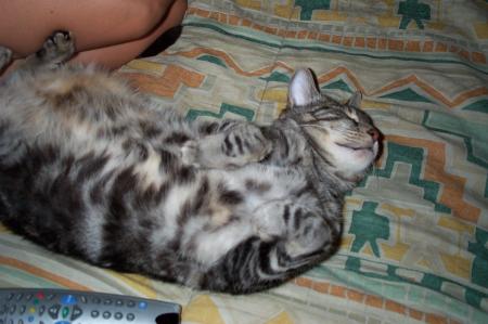 mon chat